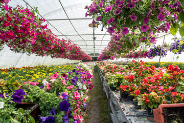 Production and cultivation different flowers in pot on shelves in hothouse
