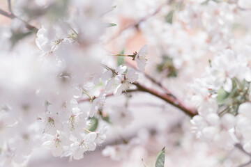 Blooming tree branch close up in a sunny day. Spring nature concept. Selective focus