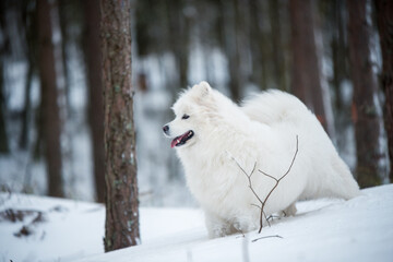 Samoyed white dog is sitting in the winter forest