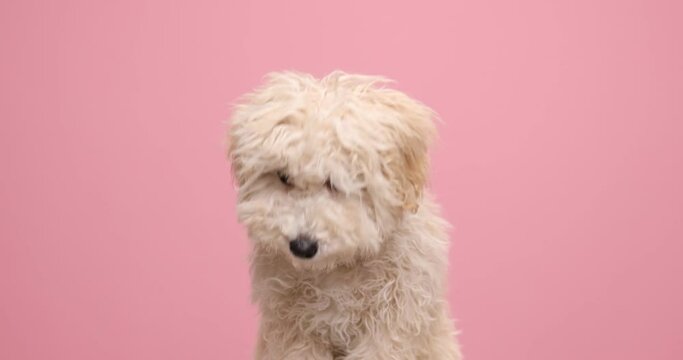 sweet little poodle dog licking his mouth, bowing his head, smelling around and looking at the camera on pink background