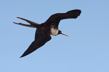 Female Great Frigatebird (fregata minor) flying - San Cristobal Island, Galapagos