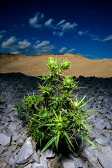 A Thorny Mediterranian Plant Growing in Shade of a Rocky Ravine With Blue Sky in the Background
