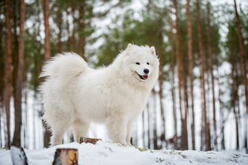 Obraz na płótnie Canvas Samoyed white dog is sitting in the winter forest