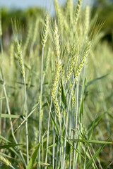 The grass is planted as an ornamental plant to achieve beauty.