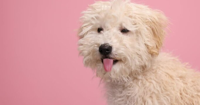 cute poodle dog licking his nose and looking around on pink background