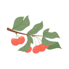 Ripe cherries. Sweet cherry berry on branch with leaves vector hand drawn illustration on white background.