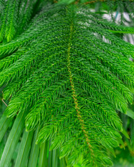 vinus leaf background with green color