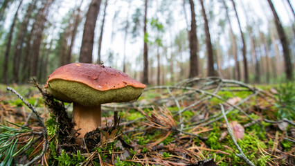 mushroom in the forest