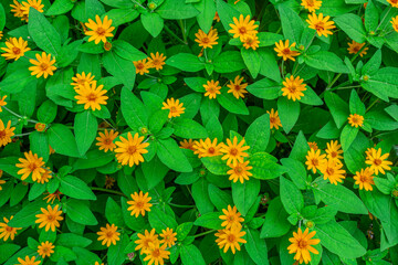 Beautiful flower background in orange and green color