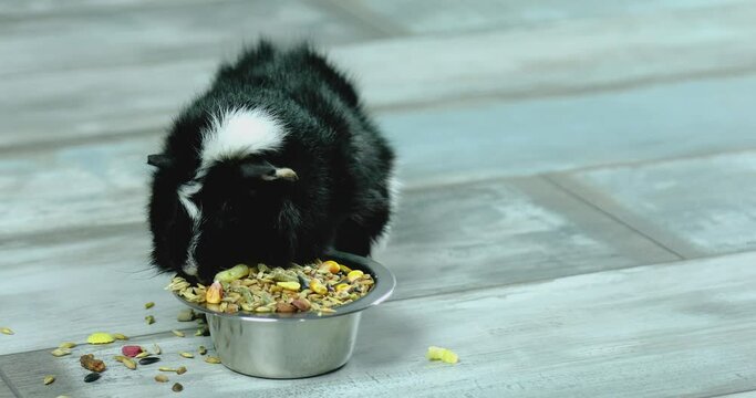 Domestic guinea pig or cavy eating dry grain food from metal bowl at home, domestic pet feeding cavy, Funny pet, care concept.