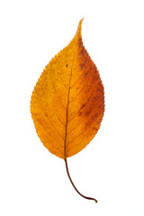 leaf of a Japanese cherry