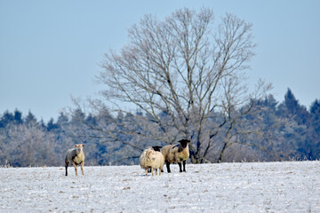 Schafherde im Winter