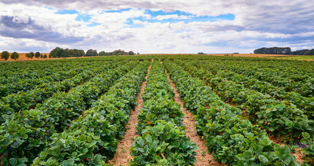 Fototapeta na wymiar Green strawberry field with blue sky and clouds on the horizon.