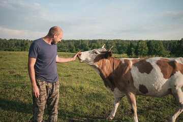 Farmer man stroking his cow in summer in the field