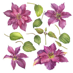 Set with violet-purple clematis flower large blooms (clematis viticella, leather flower or vase vine). Watercolor hand drawn painting illustration isolated on white background.