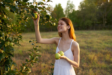 happy woman in white dress picks apples from trees in a meadow