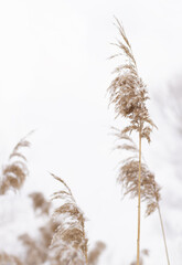 Outdoor pampas grass in light pastel colors. Dry reed in boho style. - obrazy, fototapety, plakaty