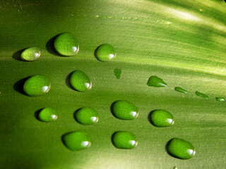 Water drops on a green leaf. Dew. Macro photography. Thirst quencher concept.