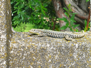 A gray lizard is lying on a stone fence. Gekko basking in the sun.
