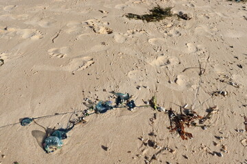 Blue bottles washed on the seashore in the northern coast of Australia. They sting.  There are also footsteps marks on the sand.