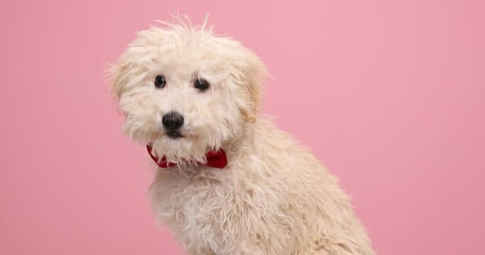 sweet poodle dog licking his mouth, wearing a red bowtie and looking from side to side against pink background