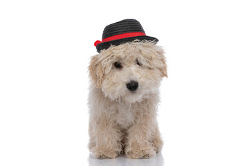 cute caniche dog wearing a black hat