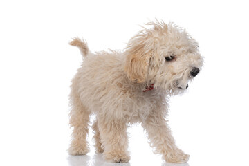 caniche dog barking aggressively and wearing a red bowtie