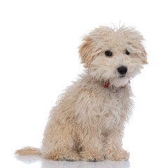 caniche dog sitting and looking at the camera