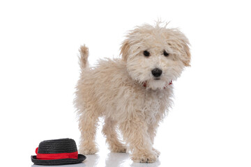 little caniche dog standing next to his hat