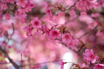 Spring, time for awakening of nature. Wonderful pink cherry blossoms make you admire such beauty....