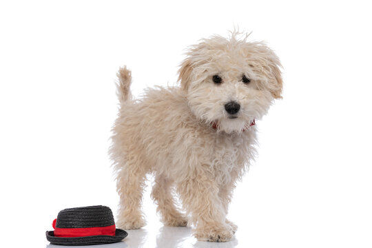 little caniche dog standing next to his hat