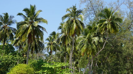 Fototapeta na wymiar palm trees at the Phra Thong Bay on Ko Phra Thong Island, Southern Thailand, February