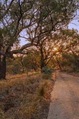 Fototapeta na wymiar sunset among trees along a path 