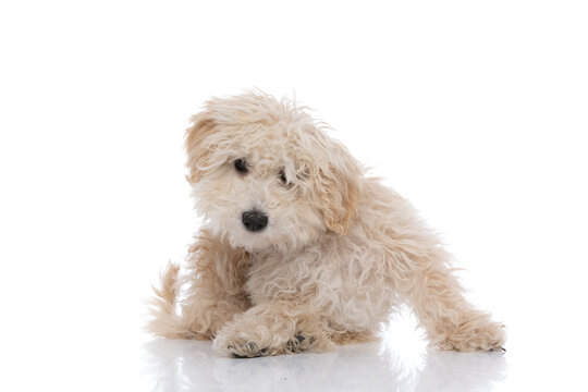 sweet caniche dog standing with his paws down