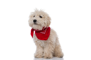 caniche dog looking at the camera, wearing a red bandana