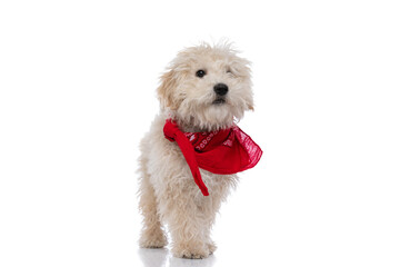 cute caniche dog looking away, wearing a red bandana