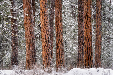 Ponderosa Pine Trees In The Snow During Winter in Oregon