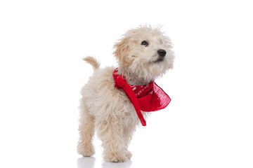 beautiful caniche dog looking up, wearing a red bandana