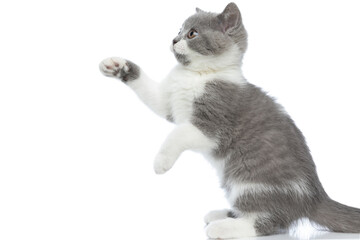 british shorthair cat trying to reach something with her paw