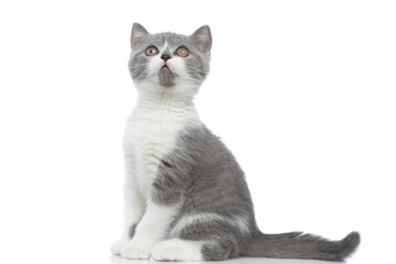 little british shorthair cat sitting to a side