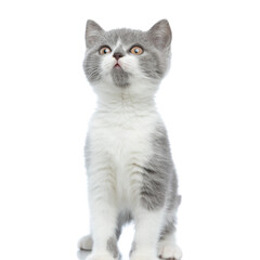 little british shorthair cat standing and looking at the camera