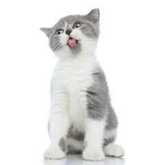 british shorthair cat sticking his tongue out at the camera