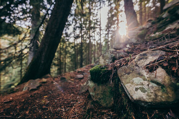 A close up of a rock next to a forest