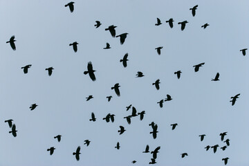 Silhouettes of Crows Flying in the Grey Sky