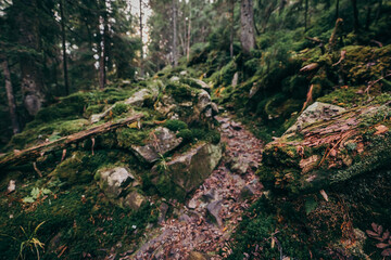A close up of a rock next to a forest