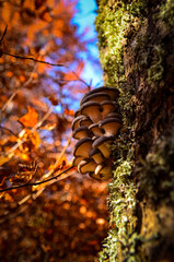 mushrooms on the tree
