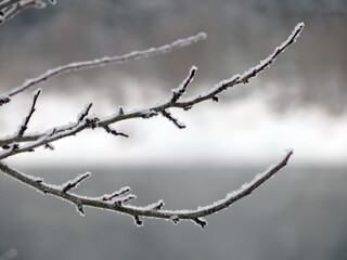 branches covered with snow