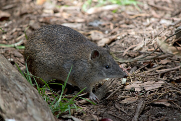the Southern brown bandicoot is a small marsupial