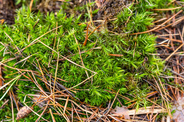 Bright green moss growing in the forest in autumn