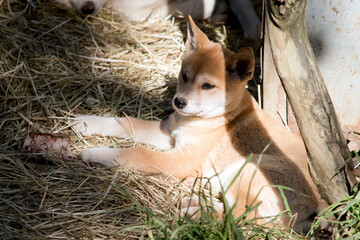 this is a golden dingo puppy